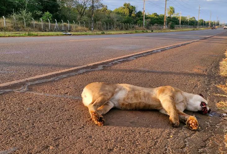 Ma’ena anga: Un puma muere arrollado frente a la reserva natural Tatí Yupí