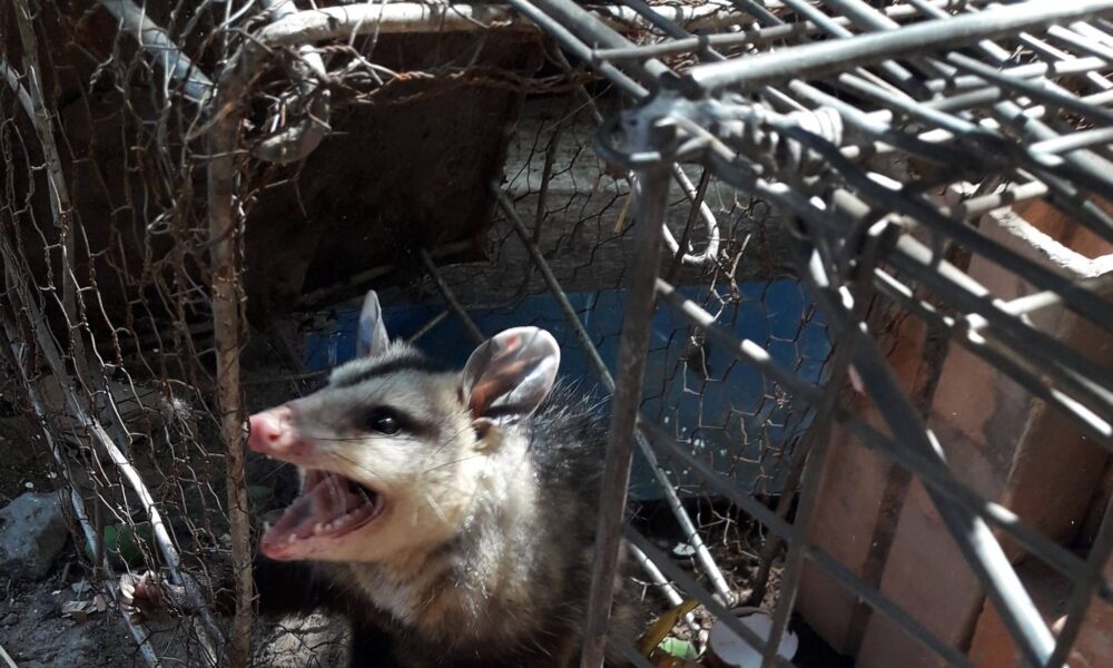 Brigada Mykurê “tira la toalla” por persecución y acoso de funcionarios del Mades