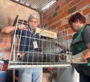 Adolescentes atacan a un ave llamado kara kara protegido por ley: Finalmente fue rescatado