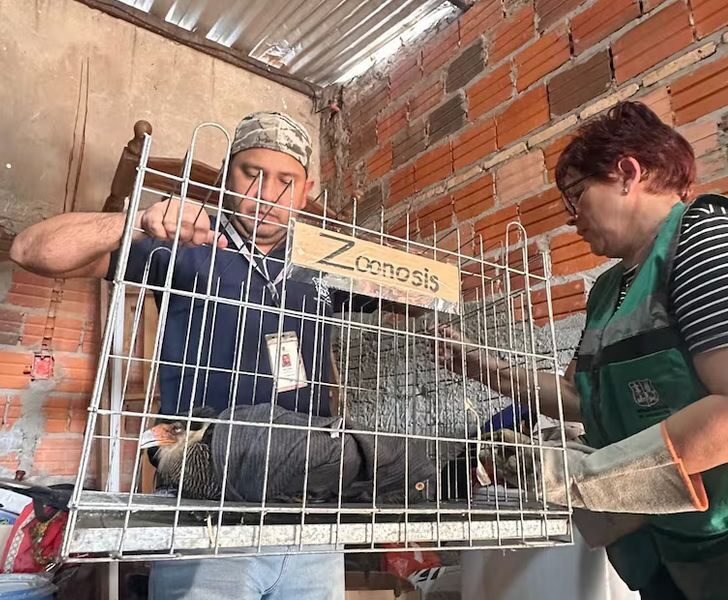 Adolescentes atacan a un ave llamado kara kara protegido por ley: Finalmente fue rescatado