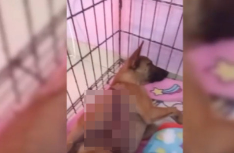 Pobrecito: Rescatan a un perrito despellejado en San Lorenzo