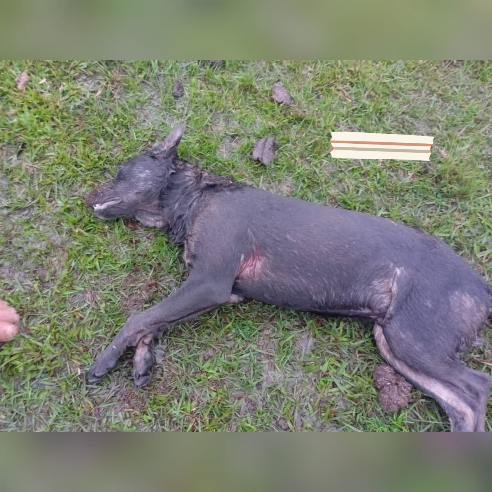 Jagua jugaba en la lluvia y fue @ses¡nd0 a tiros