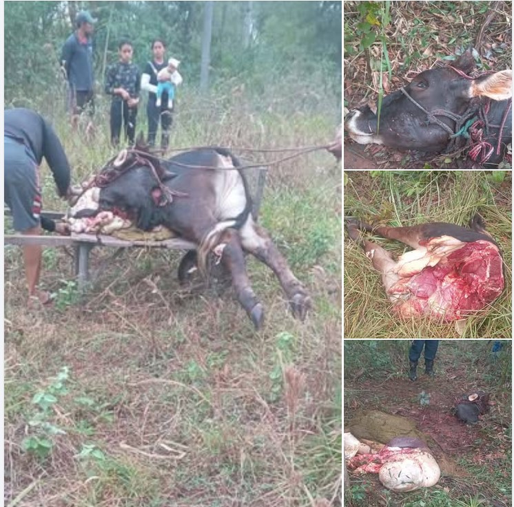 Cuatreros dejan sin sustento a familia mboriahu