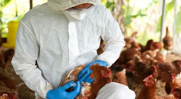 ¡Cháke! Senacsa en alerta por influenza aviar en el vecino