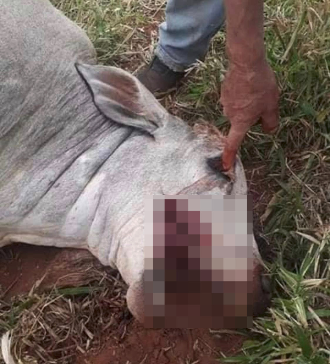 Fin del misterio: Experta aclara misterio de vacas muertas sin lengua ni ojos