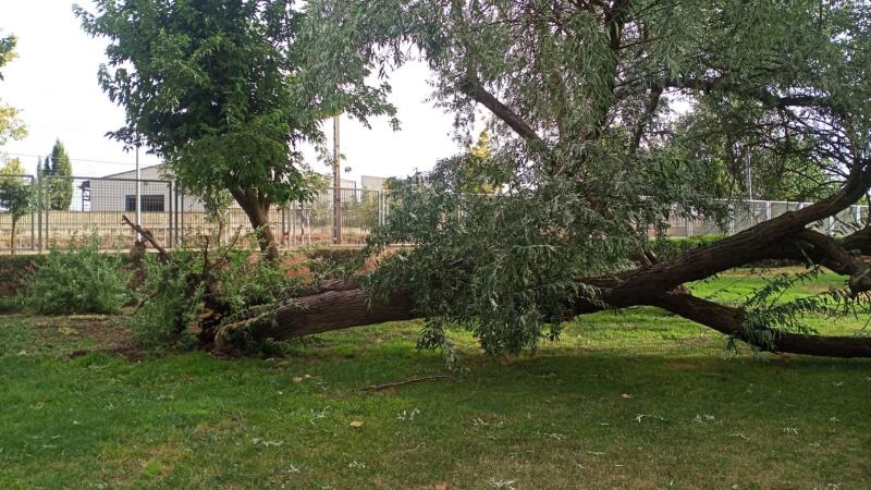 Un gajo grande de un añoso árbol cayó sobre un escuelerito