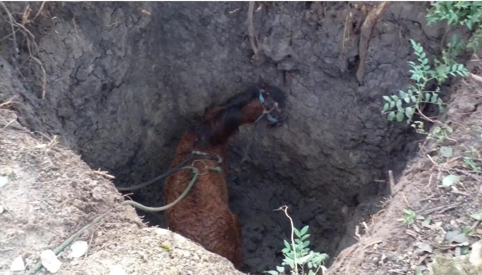 Vecinos valé rescataron a un kavajumi que cayó a un pozo profundo