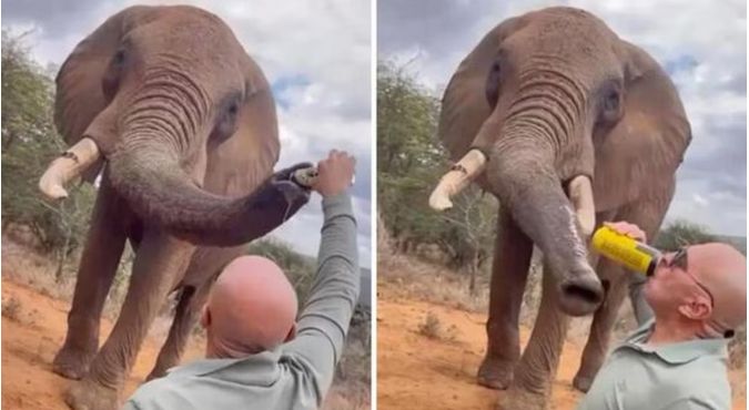 Un turista español provocó indignación en Kenia por darle cerveza a un elefante