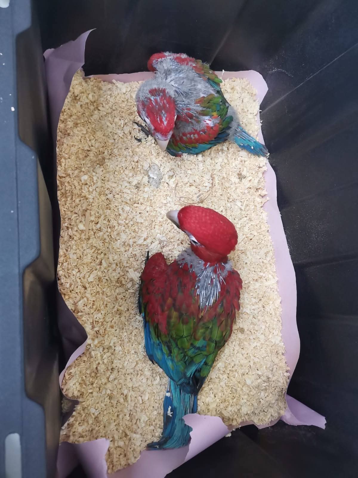 ¡Rescataron guacamayos que eran traficados!