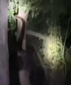 (VIDEO) ¡Feroz mbói les apareció a “buscadores de tesoro!
