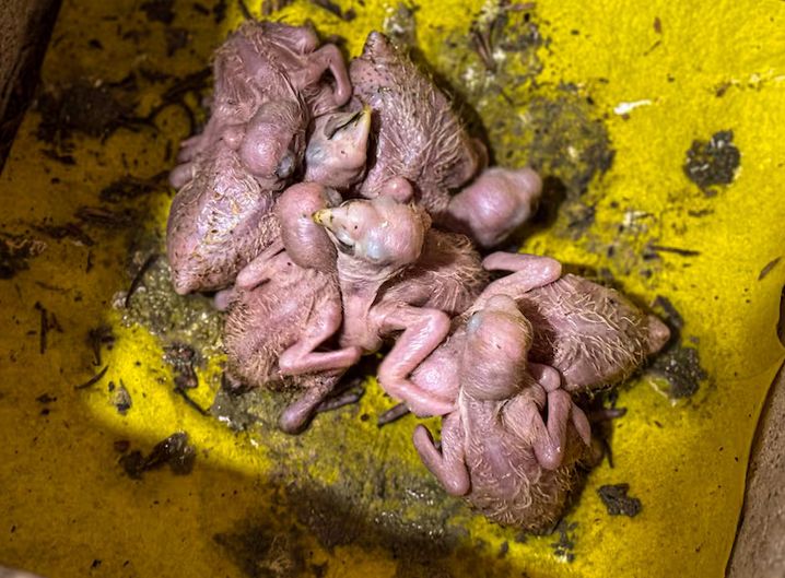 Montan un operativo y rescatan varios pichones de loritos