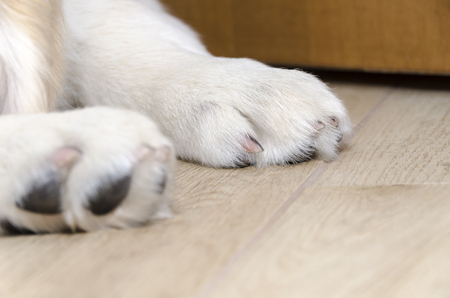 Fiscalía solicitó juicio oral para acusado de m4t4r a un firu en Ñemby