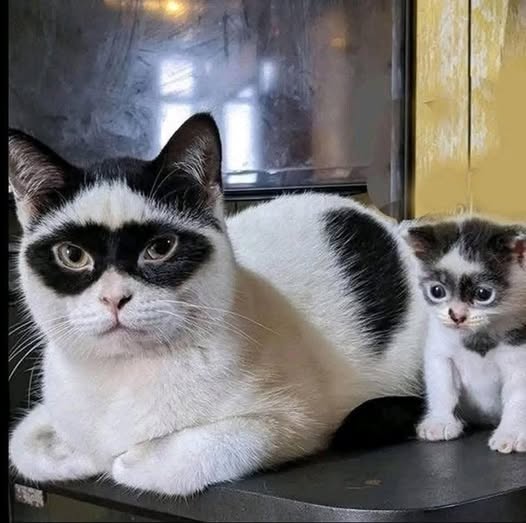 ¡Ambeña! Realizarán la primera “Expo Gato” en nuestro terruño