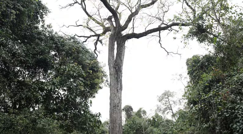 Un tajy es el árbol más grande de nuestro terruño