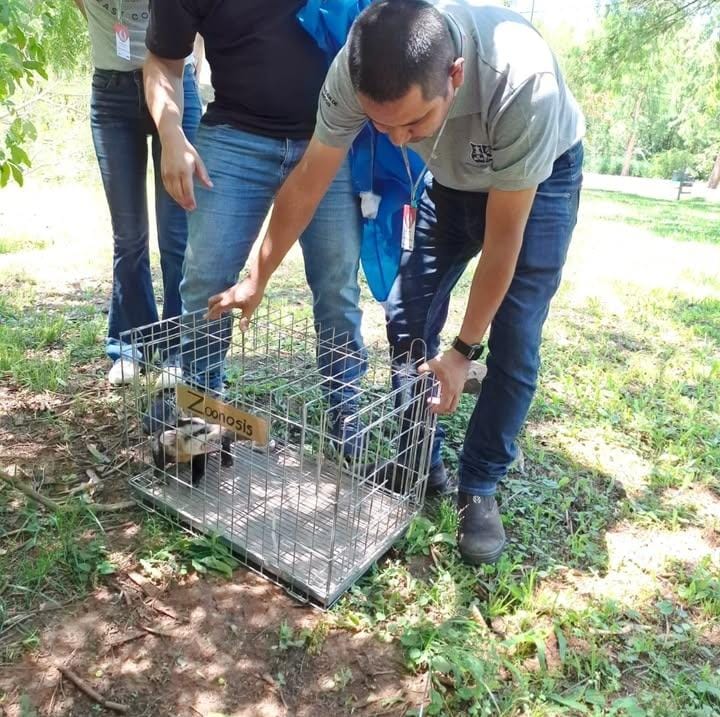 Rescataron a mykuré que causó caos en la Junta Municipal de Asunción