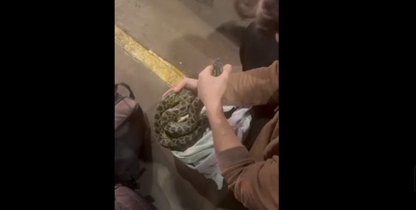 Mba’epiko: Incautaron animales exóticos en la cabecera del Puente de la Amistad