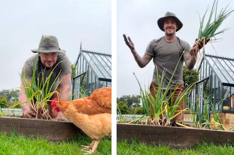 El paíno de boda de Nadia Ferreira, David Beckham, ovya’a con su vida de granjero