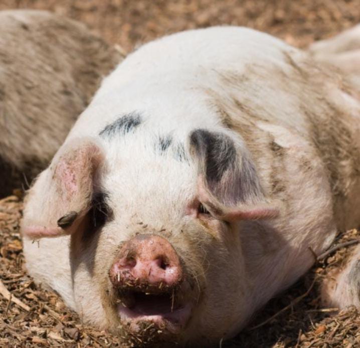 ¡Ndi bárbaro! Roban un lechón que era ofrecido como premio en una rifa