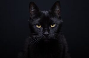 Jennifer Ruiz Diaz sobre los que hacen rituales con animalitos en Halloween: “Son personas inconscientes que sufrirán igual o peor que esos pobres animales”