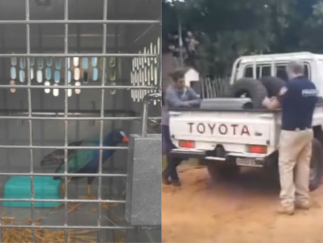 Rescataron un raro pájaro en Mariano Roque Alonso