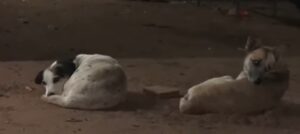 Mataron de un balazo “ministro”, perrito que era la alegría de la casa