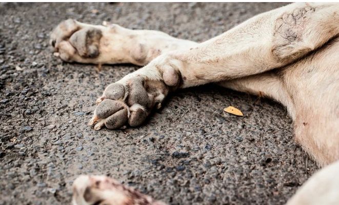 Denuncian muerte de varios perros en los alrededores de la Municipalidad de Yby Yaú