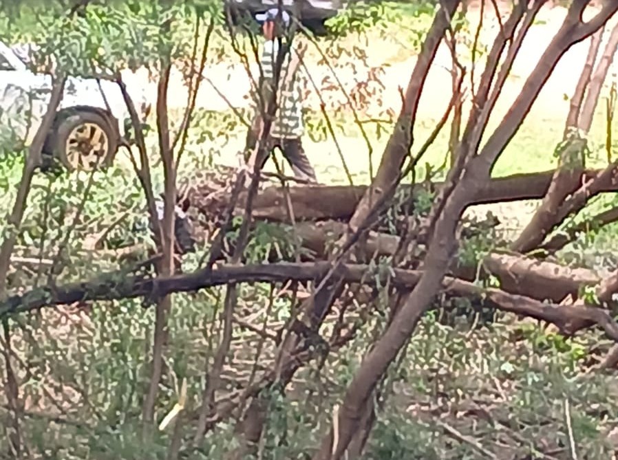 Dos infelices se pusieron a cortar árboles nativos a la vera del arroyo Ytay