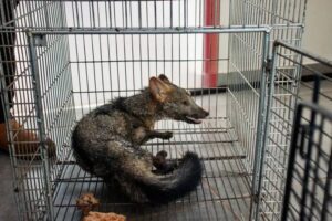 Rescatan  ejemplar de Aguara’i mal herido