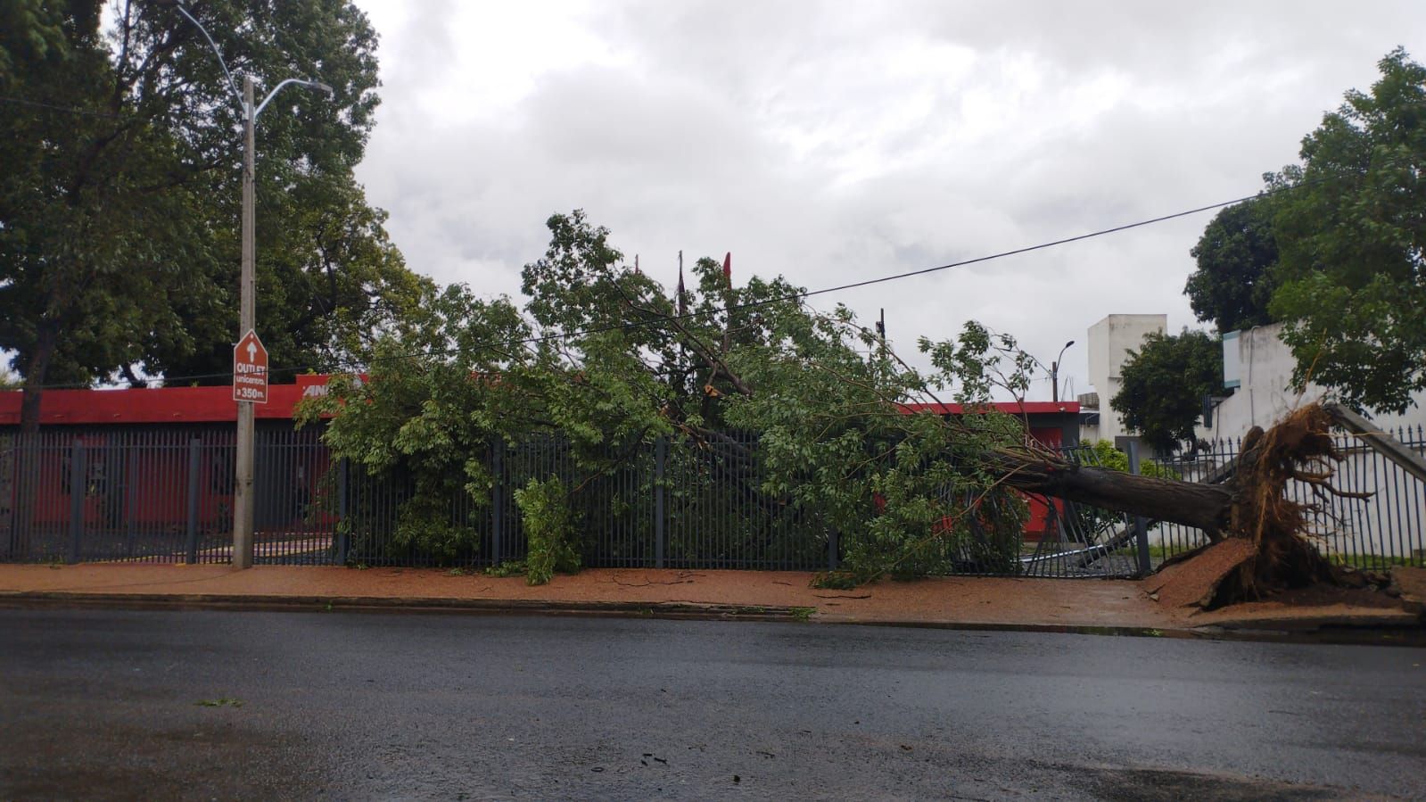 Viento tarova tumbó árboles y generaron sarambí en varias ciudades
