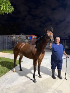 ¡Exportaron por primera vez un caballo a yankilandia!