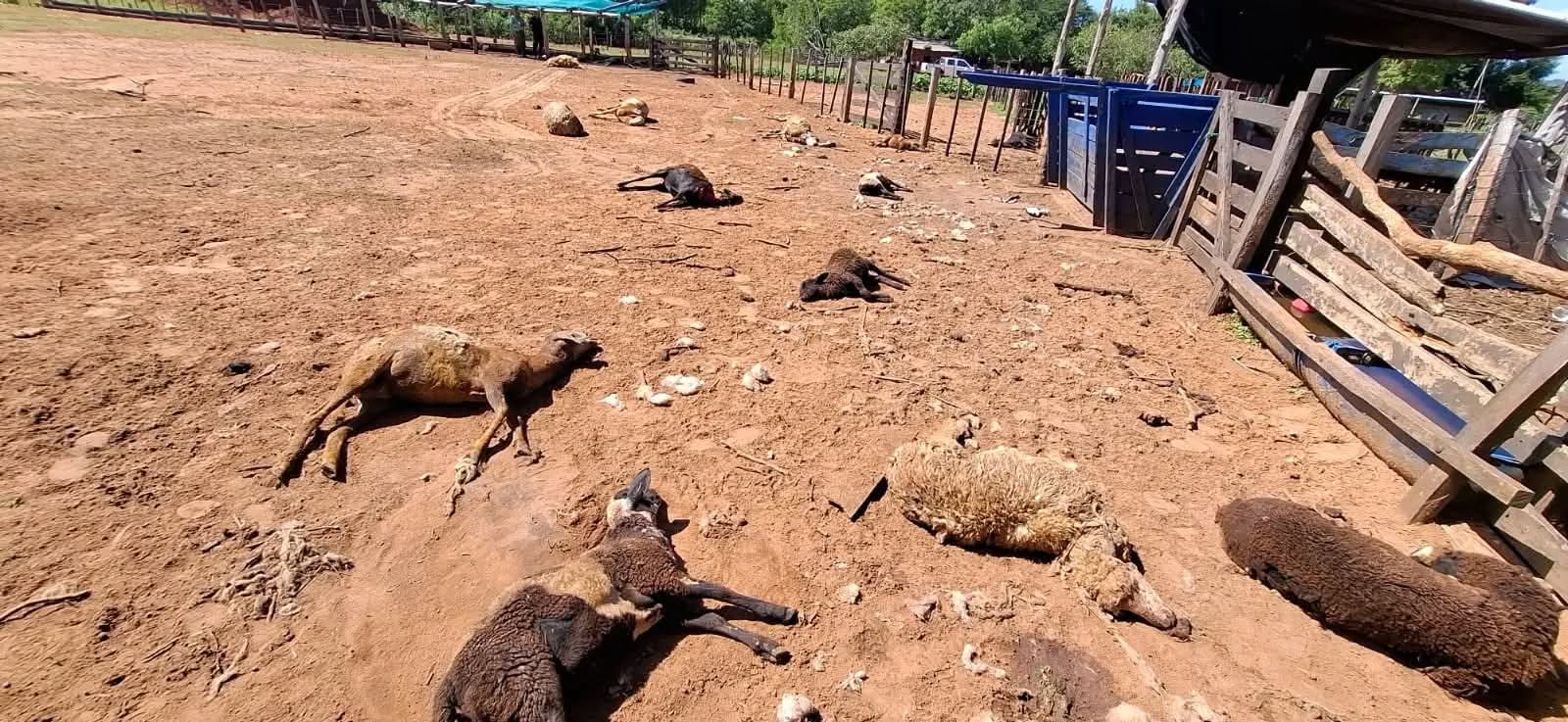 Sospechan que perros  mataron a más de 30 ovejas