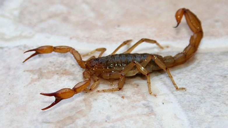 ¡Cháke! ¡Ya hay más de 800 casos de picaduras de alacranes!