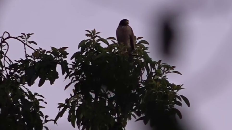 (VIDEO) ¡Taguatós causan miedazo en vecinos de Ñemby!