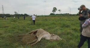 Investigan muerte de vacas en la Pastor: Dueños he’ i que fueron envenenados