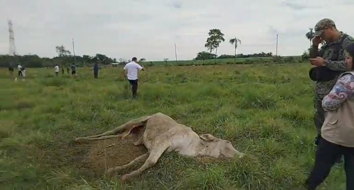 Investigan muerte de vacas en la Pastor: Dueños he’ i que fueron envenenados