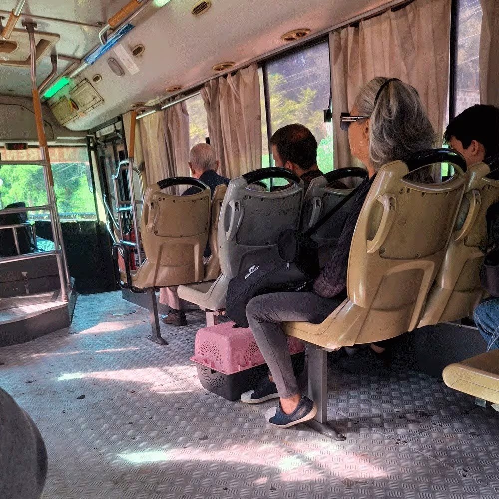 La ley sí lo permitía: empresa se disculpa por expulsar a pasajera con su mascota