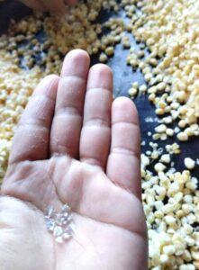 El choclo debe estar tierno.