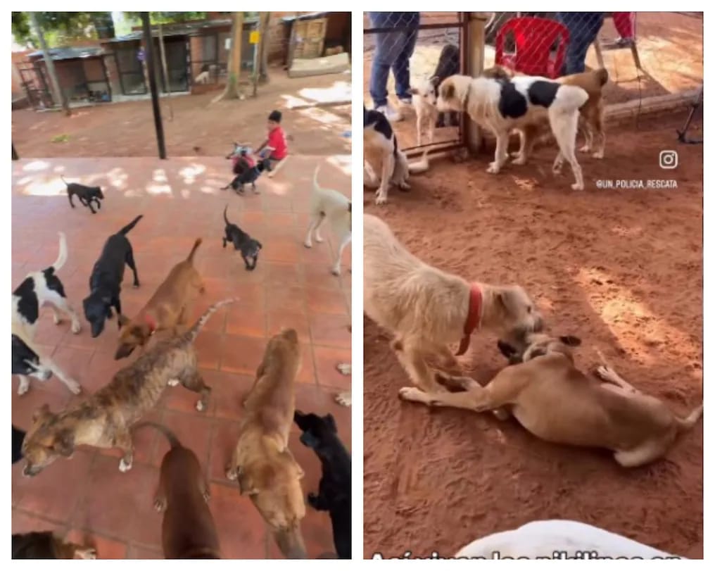 Refugio de jagua’i en Luque anuncia cierre: “Estamos colapsados”