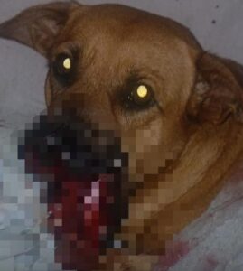 Fiscalía allanó vivienda dónde ocurrió el maltrato a Canela