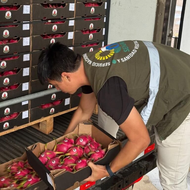 Ojejapoma la primera exportación de pitahaya 100% paraguayo