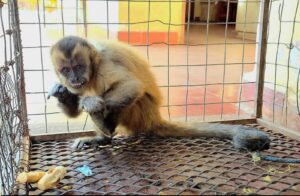 Rescatan a ka’i que armó sarambí en depósito en Concepción 