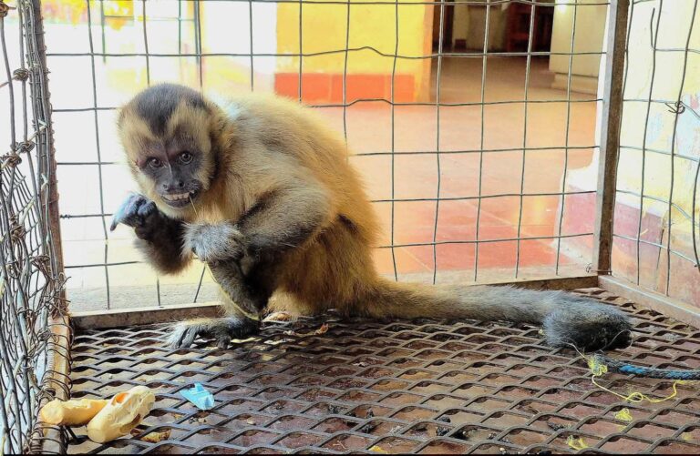 Rescatan a ka’i que armó sarambí en depósito en Concepción 