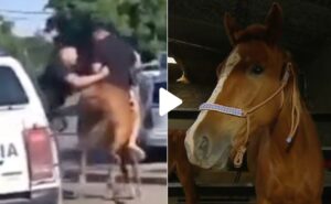 ¡Péa la caballo loco! Robaban y corrían montados a una yegua en Buenos Aires