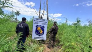 Fortuna Guazú: Oiko jehapy de plantación de macoña