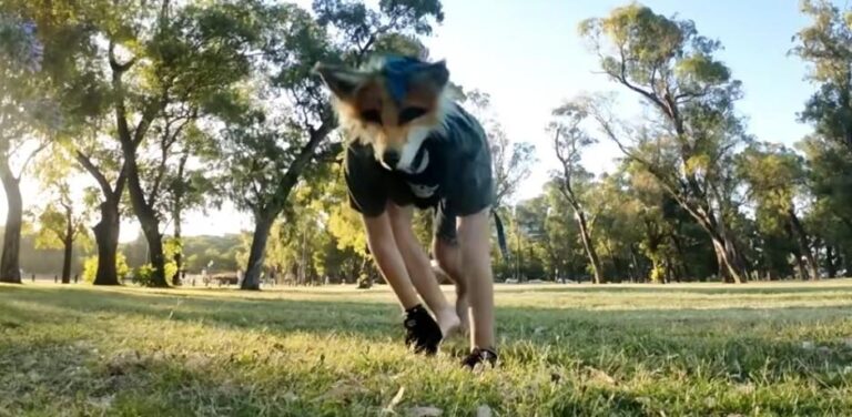 (VIDEOS) En Argentina aparecieron los Therian y se multiplican: ¡Se autoperciben animales!