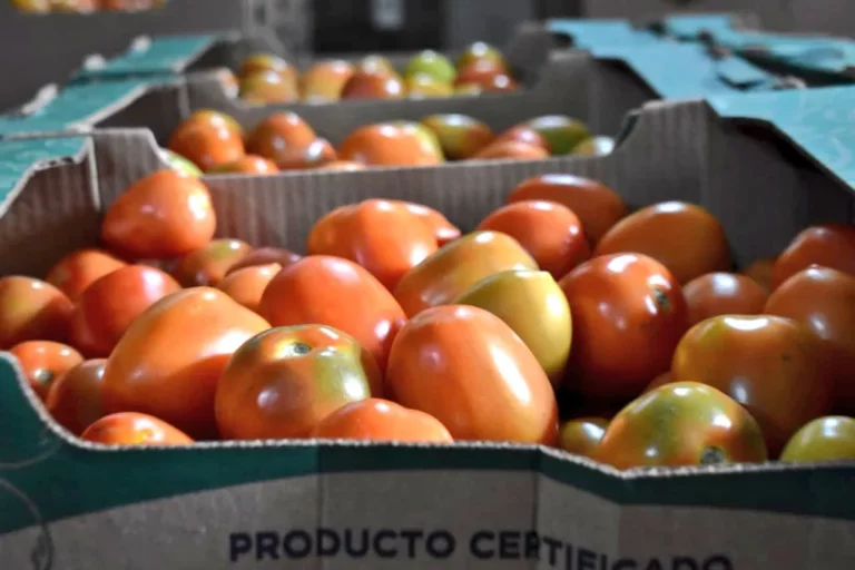 Ante tomate hepy, Capasu pide liberar las restricciones de importación 