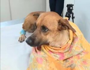 ¡Piden oraciones para la operación de la perrita “Canela”!