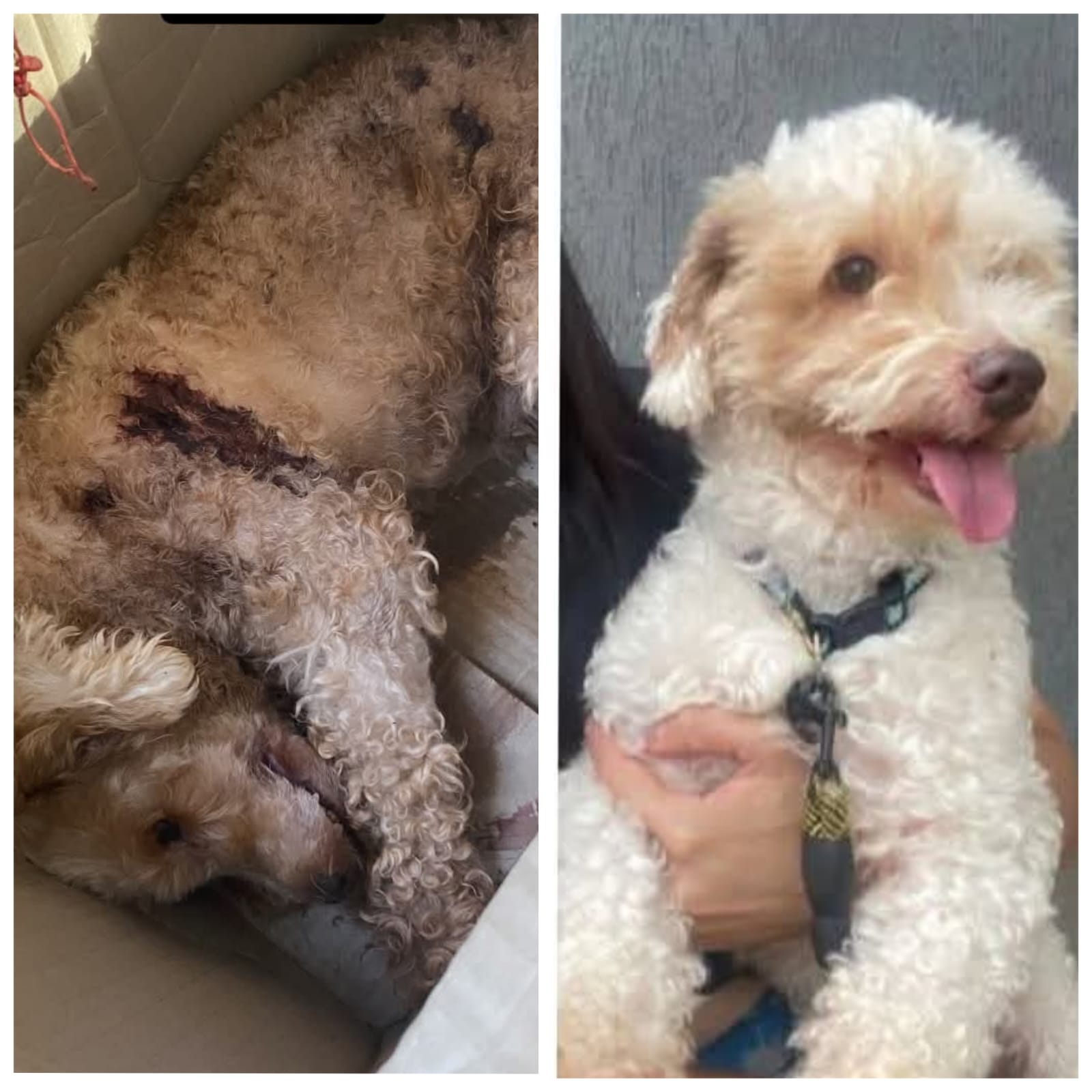 Doña denunció que mandó bañar a su perro en veterinaria ha ome’ẽ chupe hikuái sin vida