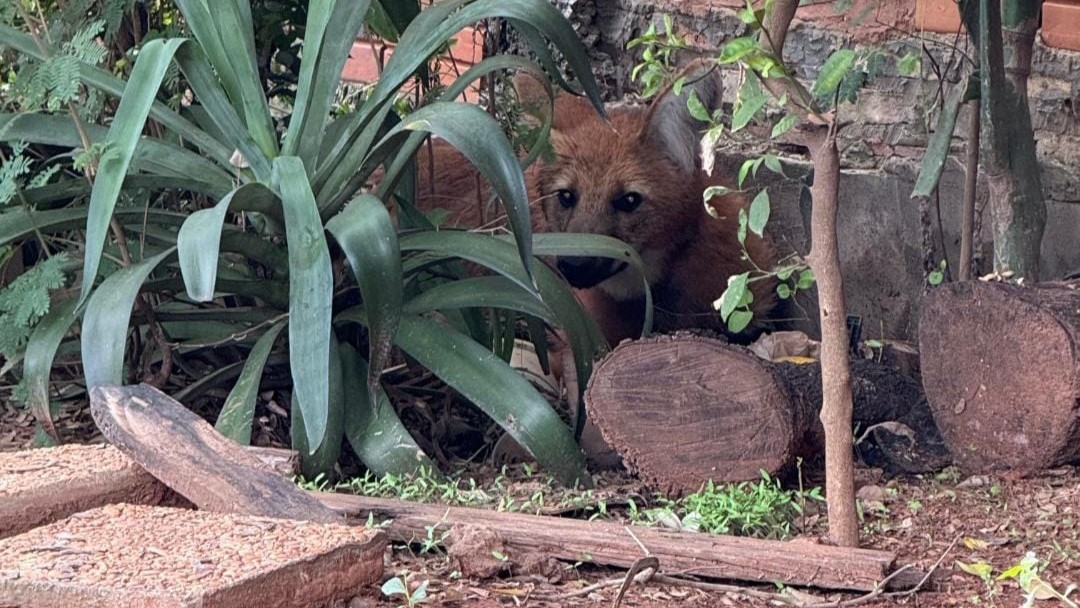 ¡Casi matan a un aguara guasu por confundirlo con el Luisón!