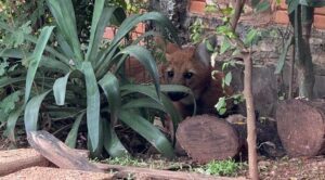 Rescatan a aguara guasú del Bañado Sur